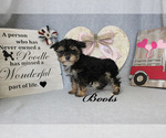 Small Photo #13 Poodle (Toy) Puppy For Sale in CHANUTE, KS, USA