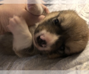 Pembroke Welsh Corgi Puppy for sale in RAMONA, OK, USA