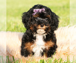 Small Photo #28 Poodle (Miniature) Puppy For Sale in WARSAW, IN, USA