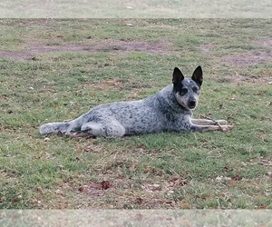 Mother of the Australian Cattle Dog puppies born on 06/13/2022