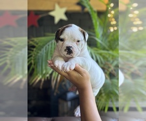 American Bulldog Litter for sale in COLUMBIA, KY, USA