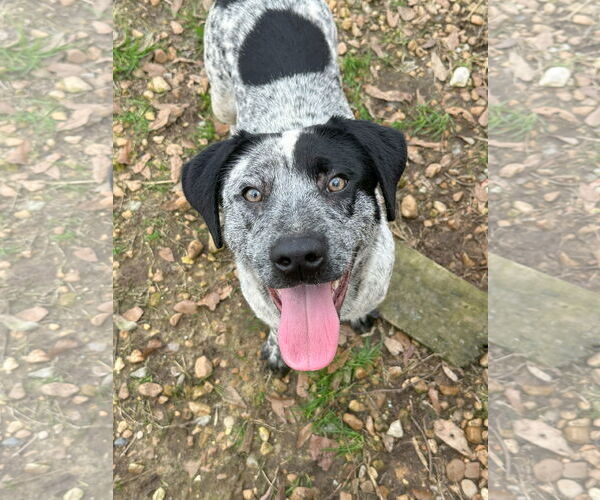 Medium Photo #1 Mutt Puppy For Sale in Jackson, MS, USA