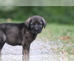 Small #10 Spanish Mastiff