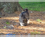 Small #12 Gerberian Shepsky