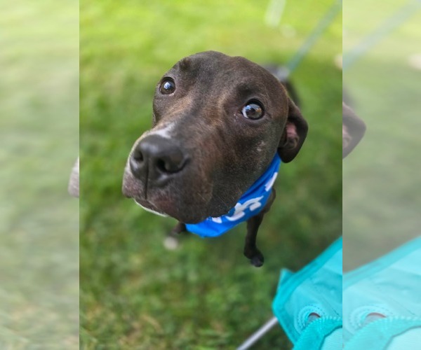 Medium Photo #4 American Pit Bull Terrier-Unknown Mix Puppy For Sale in Germantown, OH, USA