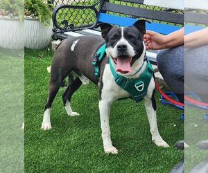 American Staffordshire Terrier-Unknown Mix Dogs for adoption in Perth Amboy, NJ, USA