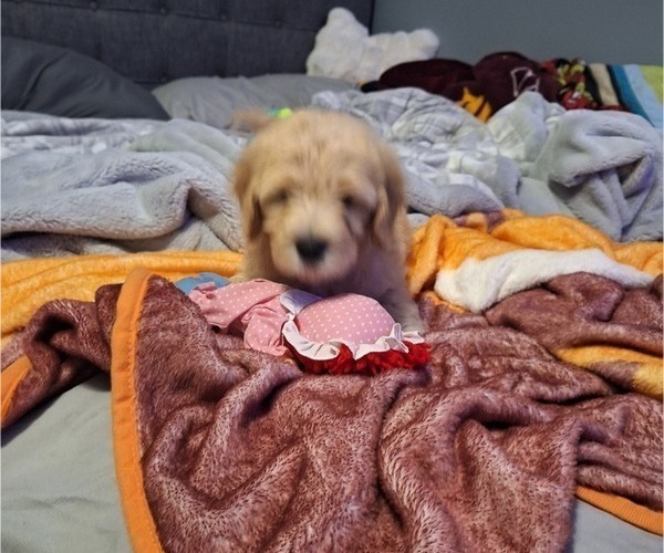 Medium Photo #3 Goldendoodle Puppy For Sale in LOUISA, VA, USA