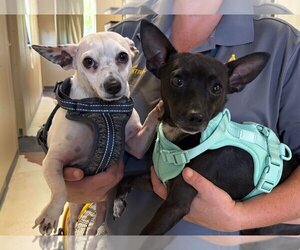 Chihuahua Dogs for adoption in Batavia, NY, USA