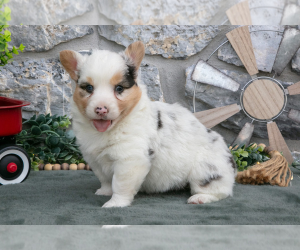 Medium Photo #18 Pembroke Welsh Corgi Puppy For Sale in LEOLA, PA, USA