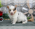 Small Photo #18 Pembroke Welsh Corgi Puppy For Sale in LEOLA, PA, USA