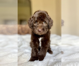 Medium Labradoodle