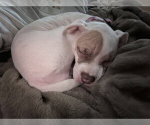 Hazel - Female American Pit Bull Terrier-Unknown Mix Dog for Adoption - Photo #2