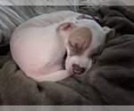 Small Photo #2 American Pit Bull Terrier-Unknown Mix Puppy For Sale in Raleigh, NC, USA