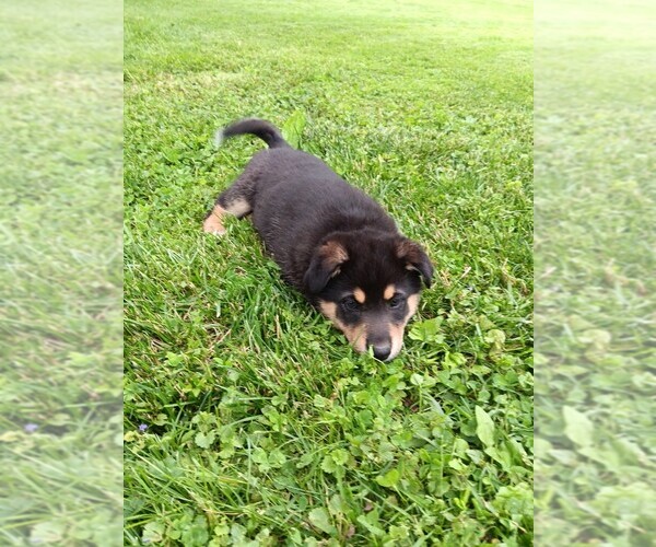 Medium Photo #3 Australian Shepherd-German Shepherd Dog Mix Puppy For Sale in WATSONTOWN, PA, USA