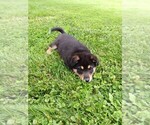 Small #2 Australian Shepherd-German Shepherd Dog Mix