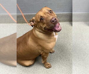 Mutt Dogs for adoption in Las Vegas, NV, USA