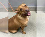 FRIDA - Female Mutt Dog for Adoption - Small photo