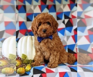 Cavapoo Puppy for sale in NEW PROVIDENCE, PA, USA