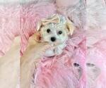 Small #1 Maltese