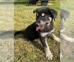 Puppy 5 German Shepherd Dog-Siberian Husky Mix
