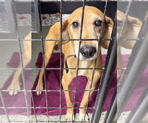 Mutt Dogs for adoption in Osgood, IN, USA