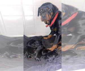 Mother of the Rottweiler puppies born on 12/01/2021