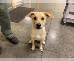 Medium Labrador Retriever Mix
