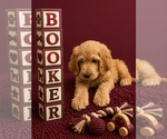 Small #4 Goldendoodle