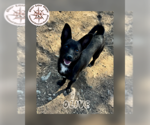 Mutt Dogs for adoption in Princeton, British Columbia, Canada
