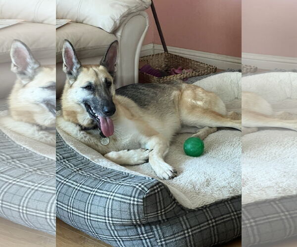 Medium Photo #3 German Shepherd Dog Puppy For Sale in Modesto, CA, USA