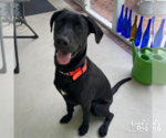 Small #1 Labrador Retriever-Retriever  Mix