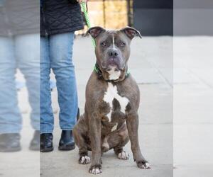 American Pit Bull Terrier Dogs for adoption in Derwood, MD, USA