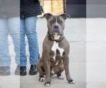 Small American Pit Bull Terrier