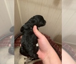 Small Photo #5 Poodle (Standard) Puppy For Sale in LEXINGTON, SC, USA