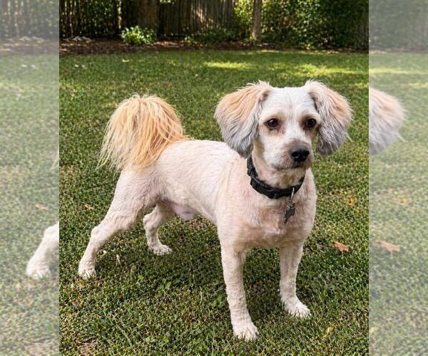 Medium Photo #1 Poodle (Miniature) Puppy For Sale in Westminster, MD, USA