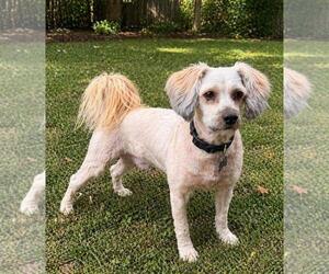 Poodle (Miniature) Dogs for adoption in Westminster, MD, USA