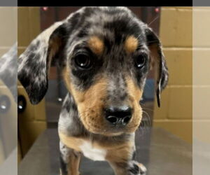 Medium Catahoula Leopard Dog Mix