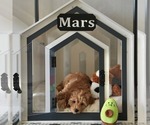 Small #12 Cavapoo