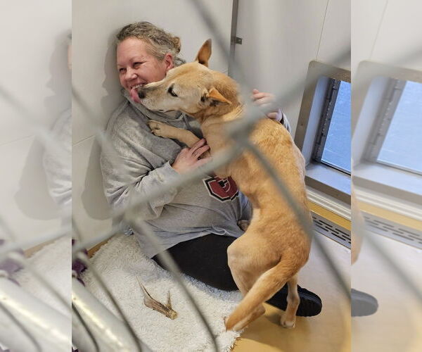 Medium Photo #2 Labrador Retriever-Unknown Mix Puppy For Sale in Hinton, WV, USA