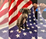 Small Photo #5 Italian Greyhound Puppy For Sale in LAS VEGAS, NV, USA