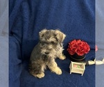 Small #7 Schnauzer (Miniature)