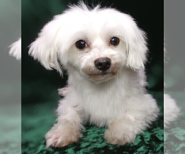 Medium Photo #1 Maltipoo Puppy For Sale in MOMEYER, NC, USA