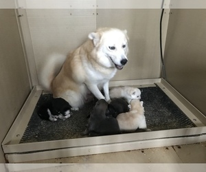 Mother of the Pomsky puppies born on 11/07/2020