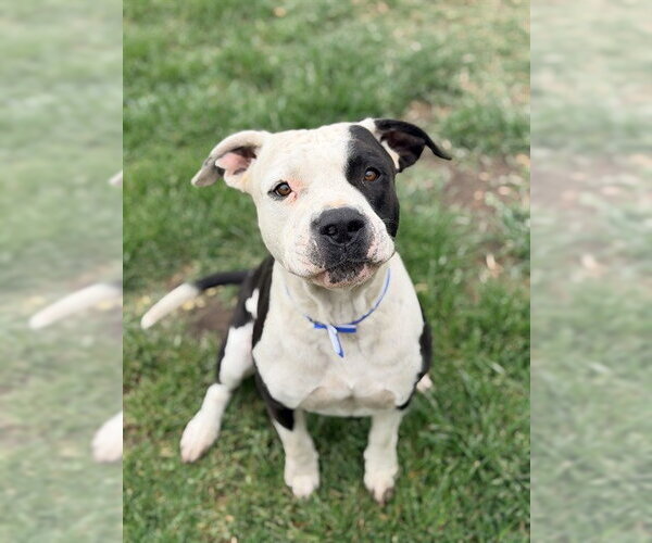 Medium Photo #2 Mutt Puppy For Sale in Riverside, CA, USA
