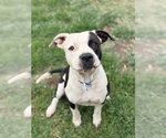 Small #1 Mutt