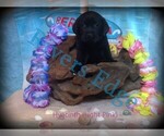 Small Photo #6 Labrador Retriever Puppy For Sale in BUMPASS, VA, USA