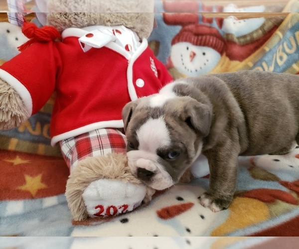 Medium Photo #2 Bulldog Puppy For Sale in GALENA, MO, USA