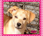Small #1 Mutt