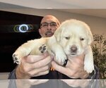 Small Photo #131 Labrador Retriever Puppy For Sale in HIGH POINT, NC, USA
