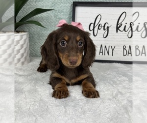 Dachshund Puppy for sale in FRANKLIN, IN, USA